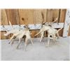 Image 7 : GIANT Set Of 330" Whitetail Shed Antlers