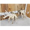 Image 8 : GIANT Set Of 330" Whitetail Shed Antlers