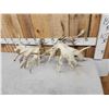 Image 9 : GIANT Set Of 330" Whitetail Shed Antlers