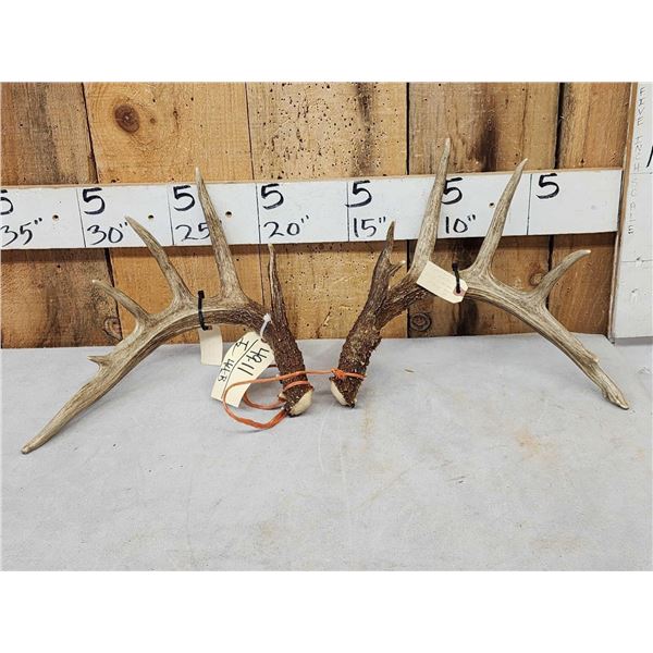 Set Of Wild Canadian 6x6 Whitetail Shed Antlers