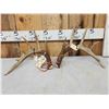 Image 1 : Set Of Wild Canadian 6x6 Whitetail Shed Antlers