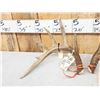 Image 3 : Set Of Wild Canadian 6x6 Whitetail Shed Antlers