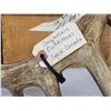 Image 7 : Set Of Wild Canadian 6x6 Whitetail Shed Antlers