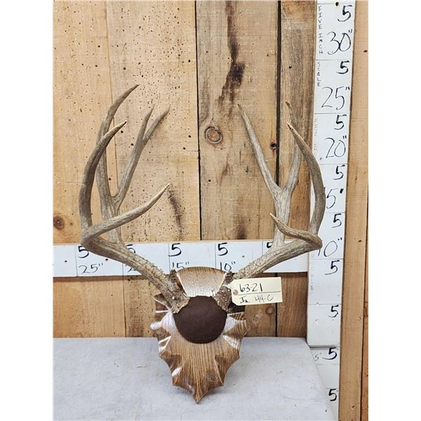 Big 6x5 Mule Deer Antlers On Plaque