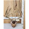 Image 1 : Big 6x5 Mule Deer Antlers On Plaque