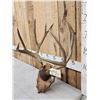 Image 2 : Big 6x5 Mule Deer Antlers On Plaque
