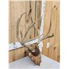 Image 3 : Big 6x5 Mule Deer Antlers On Plaque