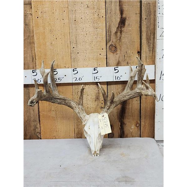 Heavy Mass Nontypical Whitetail Antlers On Skull