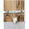 Image 1 : Heavy Mass Nontypical Whitetail Antlers On Skull