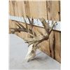 Image 2 : Heavy Mass Nontypical Whitetail Antlers On Skull