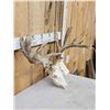 Image 3 : Heavy Mass Nontypical Whitetail Antlers On Skull