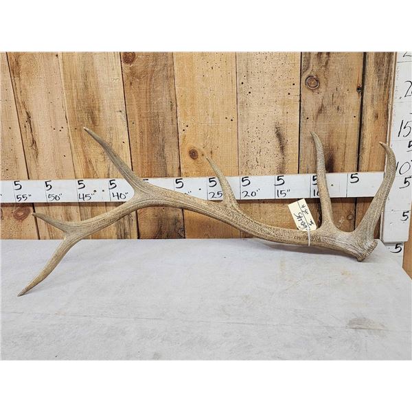 9.3 Lbs Elk Shed Antler
