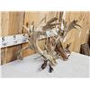 Image 11 : MONSTER Set Of 430" Whitetail Shed Antlers