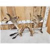 Image 12 : MONSTER Set Of 430" Whitetail Shed Antlers