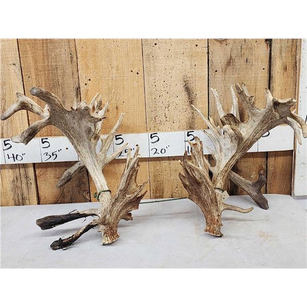 MONSTER Set Of 430" Whitetail Shed Antlers
