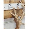 Image 3 : MONSTER Set Of 430" Whitetail Shed Antlers