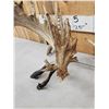 Image 4 : MONSTER Set Of 430" Whitetail Shed Antlers