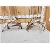 Image 5 : MONSTER Set Of 430" Whitetail Shed Antlers