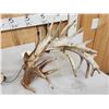 Image 6 : MONSTER Set Of 430" Whitetail Shed Antlers
