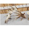 Image 7 : MONSTER Set Of 430" Whitetail Shed Antlers