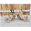 Image 8 : MONSTER Set Of 430" Whitetail Shed Antlers