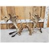 Image 9 : MONSTER Set Of 430" Whitetail Shed Antlers