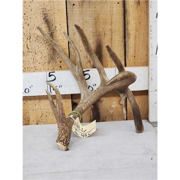Awesome 108" Texas Whitetail Shed Antler