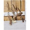 Image 1 : Awesome 108" Texas Whitetail Shed Antler