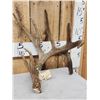 Image 2 : Awesome 108" Texas Whitetail Shed Antler