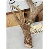 Image 3 : Awesome 108" Texas Whitetail Shed Antler