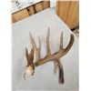 Image 4 : Awesome 108" Texas Whitetail Shed Antler