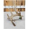 Image 5 : Awesome 108" Texas Whitetail Shed Antler