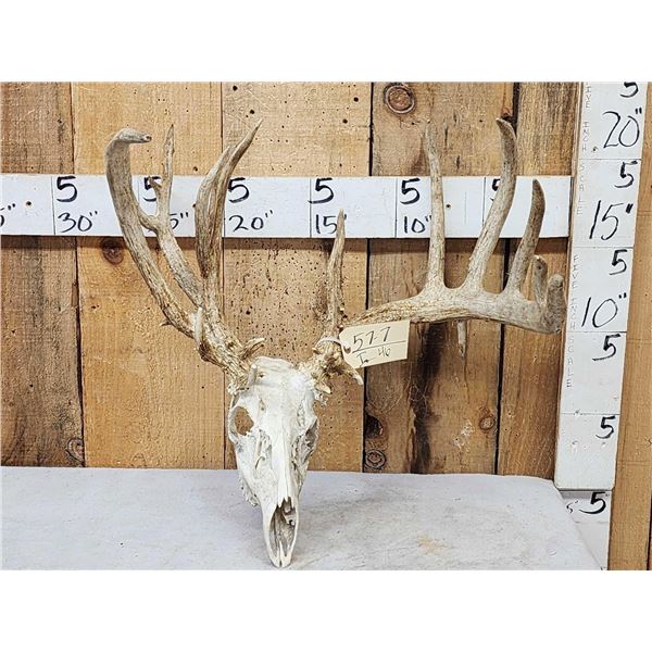 Freak Nontypical Whitetail Antlers On Skull
