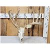 Image 1 : Freak Nontypical Whitetail Antlers On Skull