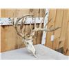 Image 2 : Freak Nontypical Whitetail Antlers On Skull