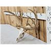 Image 3 : Freak Nontypical Whitetail Antlers On Skull