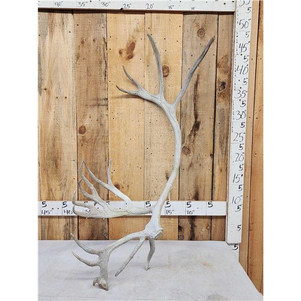 8.5 Lbs Reindeer Shed Antler