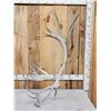 Image 1 : 8.5 Lbs Reindeer Shed Antler
