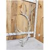 Image 3 : 8.5 Lbs Reindeer Shed Antler
