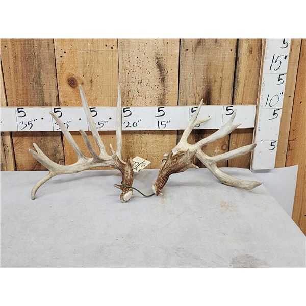 Set Of 203" Whitetail Shed Antlers