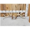 Image 1 : Set Of 203" Whitetail Shed Antlers