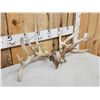 Image 2 : Set Of 203" Whitetail Shed Antlers