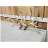 Image 3 : Set Of 203" Whitetail Shed Antlers
