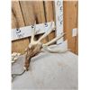 Image 4 : Set Of 203" Whitetail Shed Antlers
