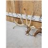 Image 5 : Set Of 203" Whitetail Shed Antlers