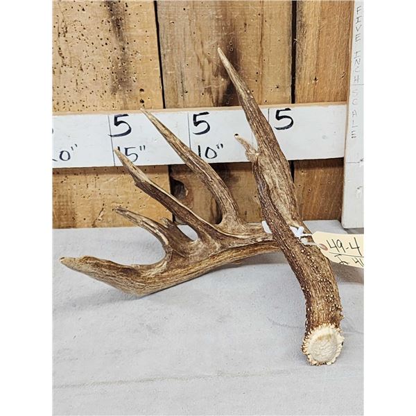111 1/8" Texas Whitetail Shed Antler