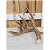 Image 1 : 111 1/8" Texas Whitetail Shed Antler