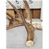 Image 2 : 111 1/8" Texas Whitetail Shed Antler