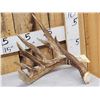 Image 3 : 111 1/8" Texas Whitetail Shed Antler