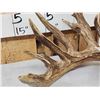 Image 4 : 111 1/8" Texas Whitetail Shed Antler